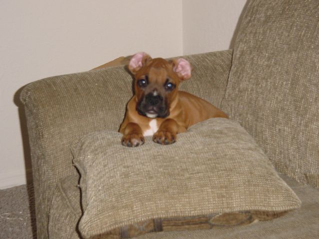 bruno2