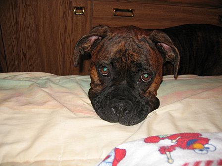 bruno3