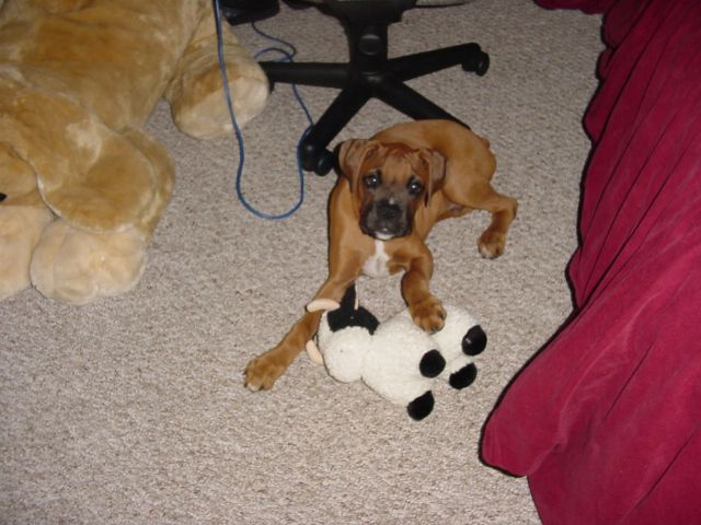 bruno_03