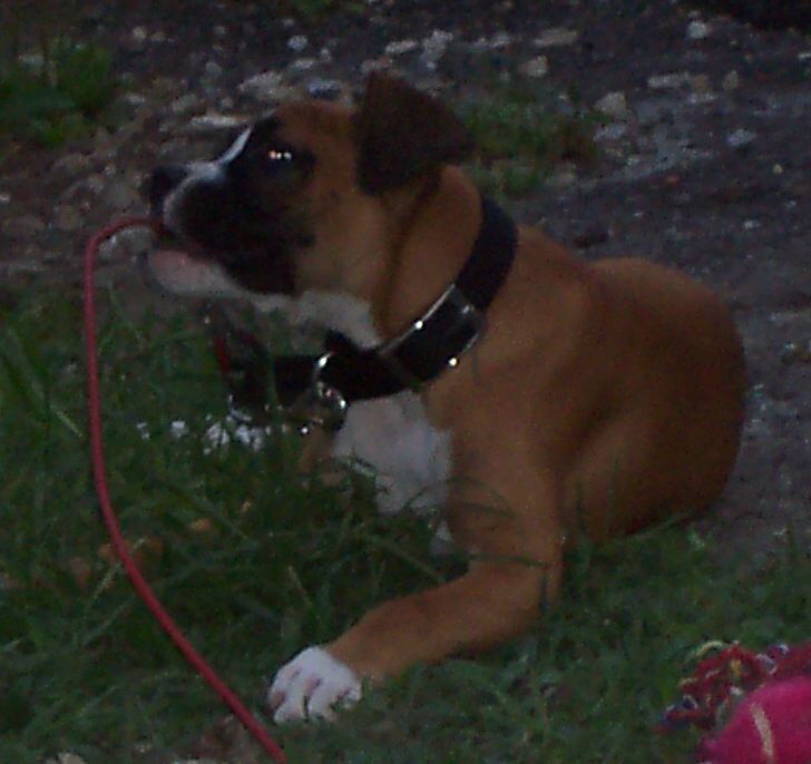 Bruno_10