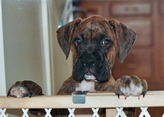 Bruno_12_weeks_1_