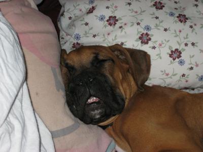 Bruno_With_MouthOpen