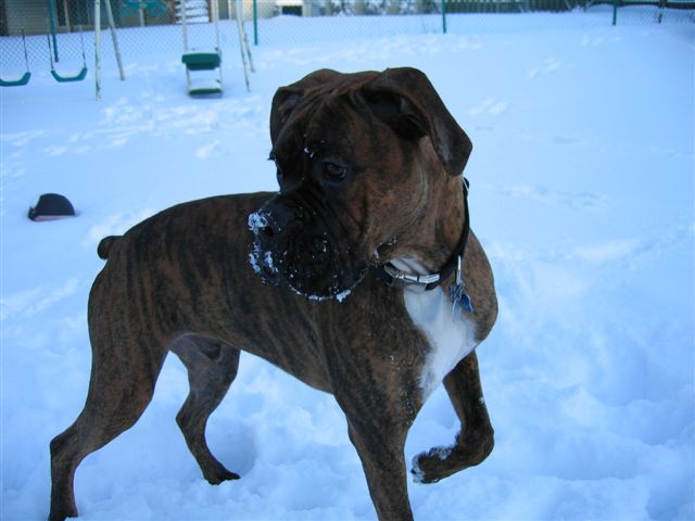 Bruno's 1st Taste of Snow