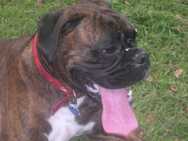Bruno's large tongue