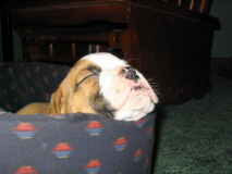 brunos nap time