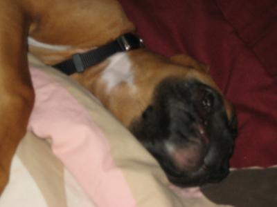 Brunosleep