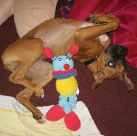 BrunoToy