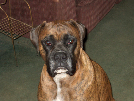 Bruttie boy