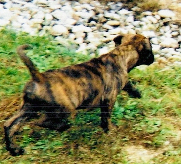 Brutus 10 weeks