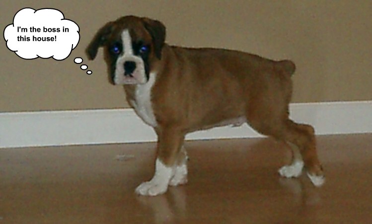 brutus-16