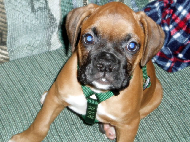 Brutus' 1st Thanksgiving