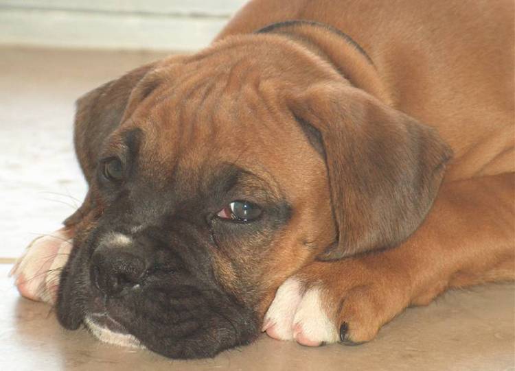 Brutus @ 8wks old