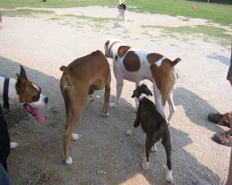 Brutus, Allie, Greta, and Trinity