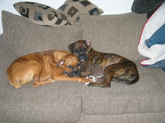 Brutus and Fiona chilling out...day 5