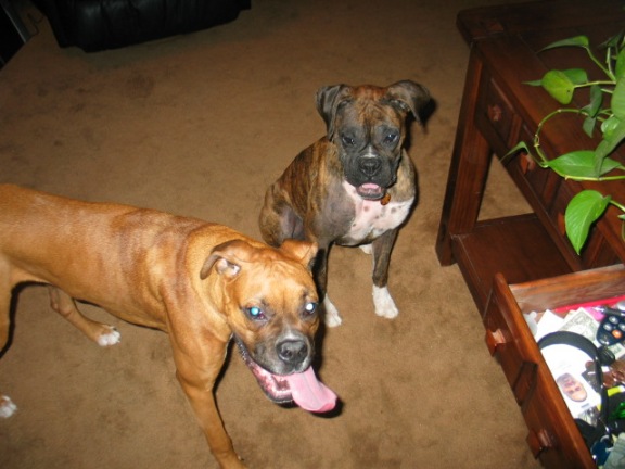 Brutus and Fiona