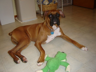 brutus and froggie
