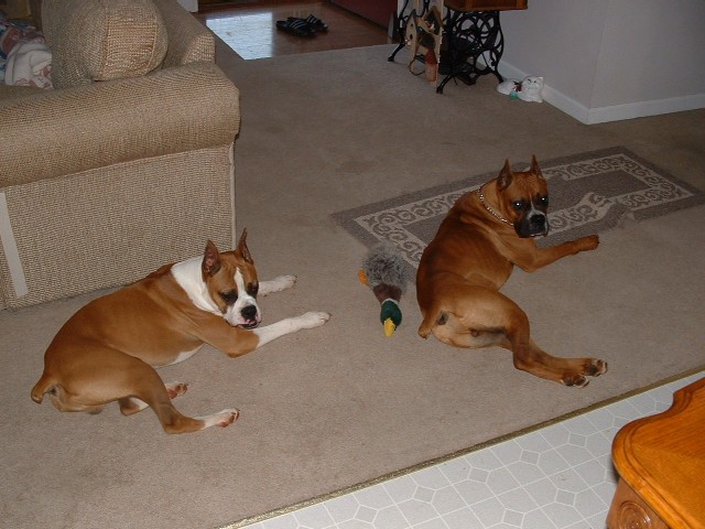 Brutus and Gage