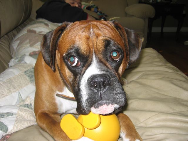 brutus and his cuz