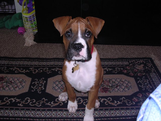 Brutus at 4 months