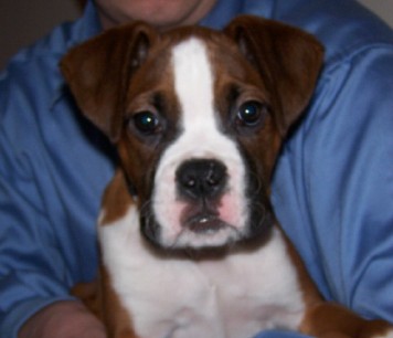Brutus at around 3 Months