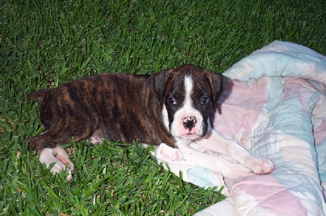 Brutus Baby