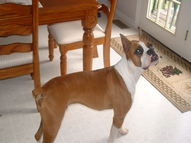 Brutus being a pretty boy