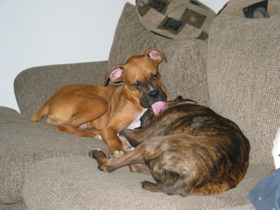 Brutus bonding with his step-sister