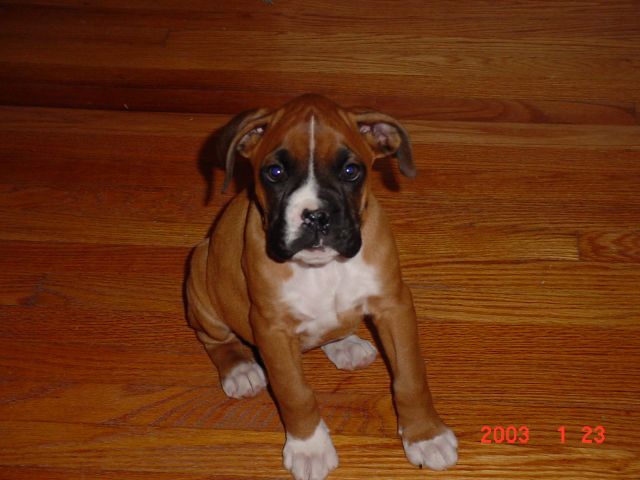 Brutus Buckeye