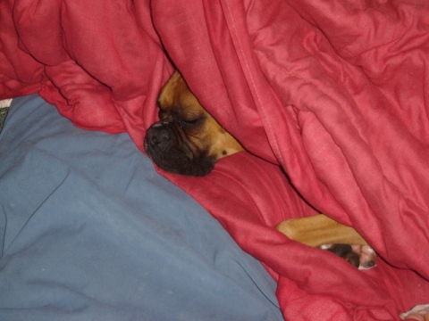 Brutus catching some zzzzzzz's