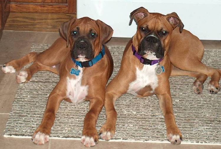 Brutus & Daisy