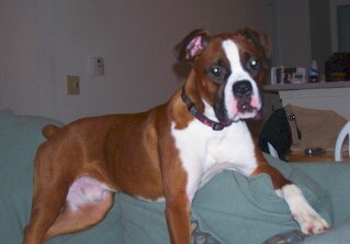 Brutus on Couch