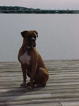 Brutus on the pier