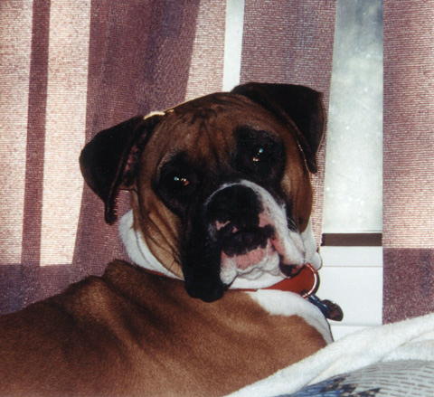 Brutus - Our First Boxer