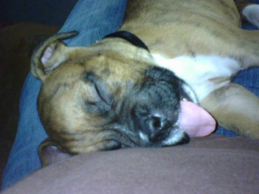 brutus sleeping