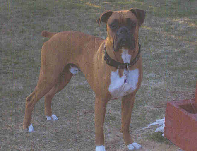 Brutus