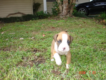 brutus