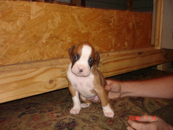 brutus