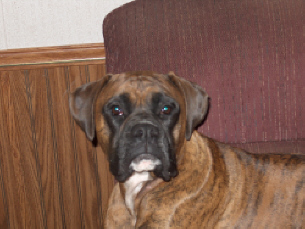 Brutus