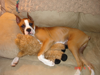 brutus