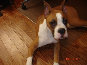 brutus