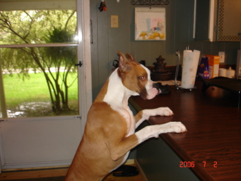 brutus