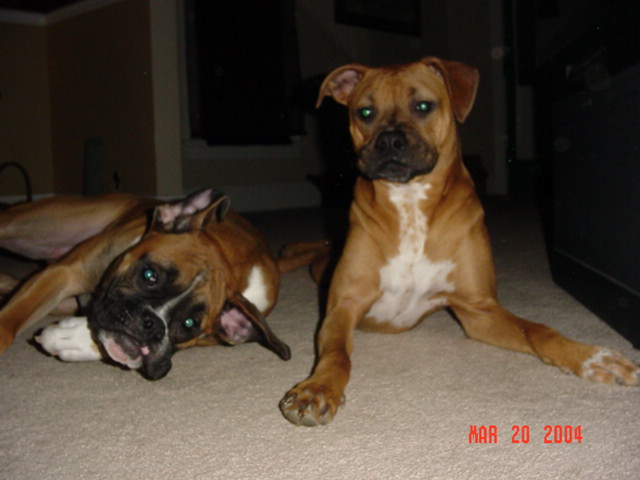 Bub & Har