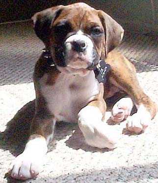Bubba "Joe" Jr.