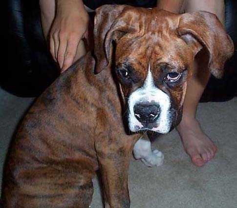 Bubba Joe