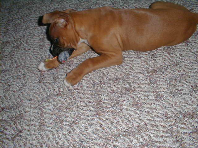Bubbie at about 12 weeks.