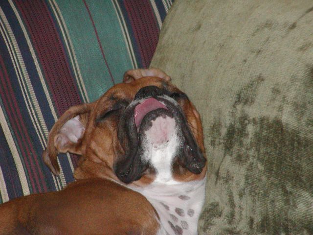 Bubbie is soooo asleep!