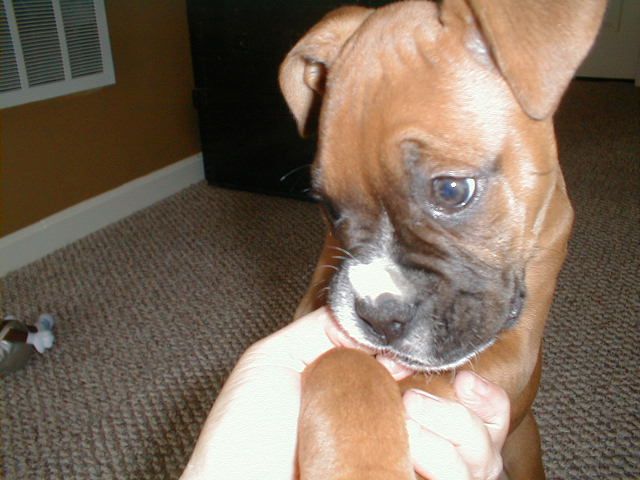 Bubbie likes to chew!
