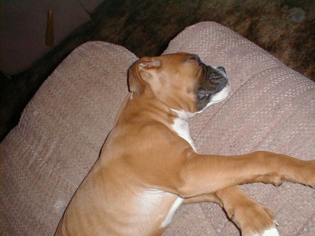 Bubbie Roo