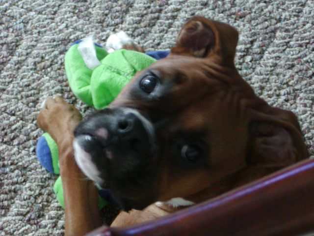 Bubbie Roo