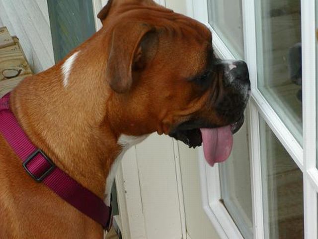 Bubbie wants back inside!